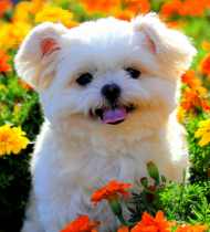 looduslikud-tooted-koertele-kutsikatele-kassidele Eeterlikud õlid naha ja karvastiku hoolduseks.